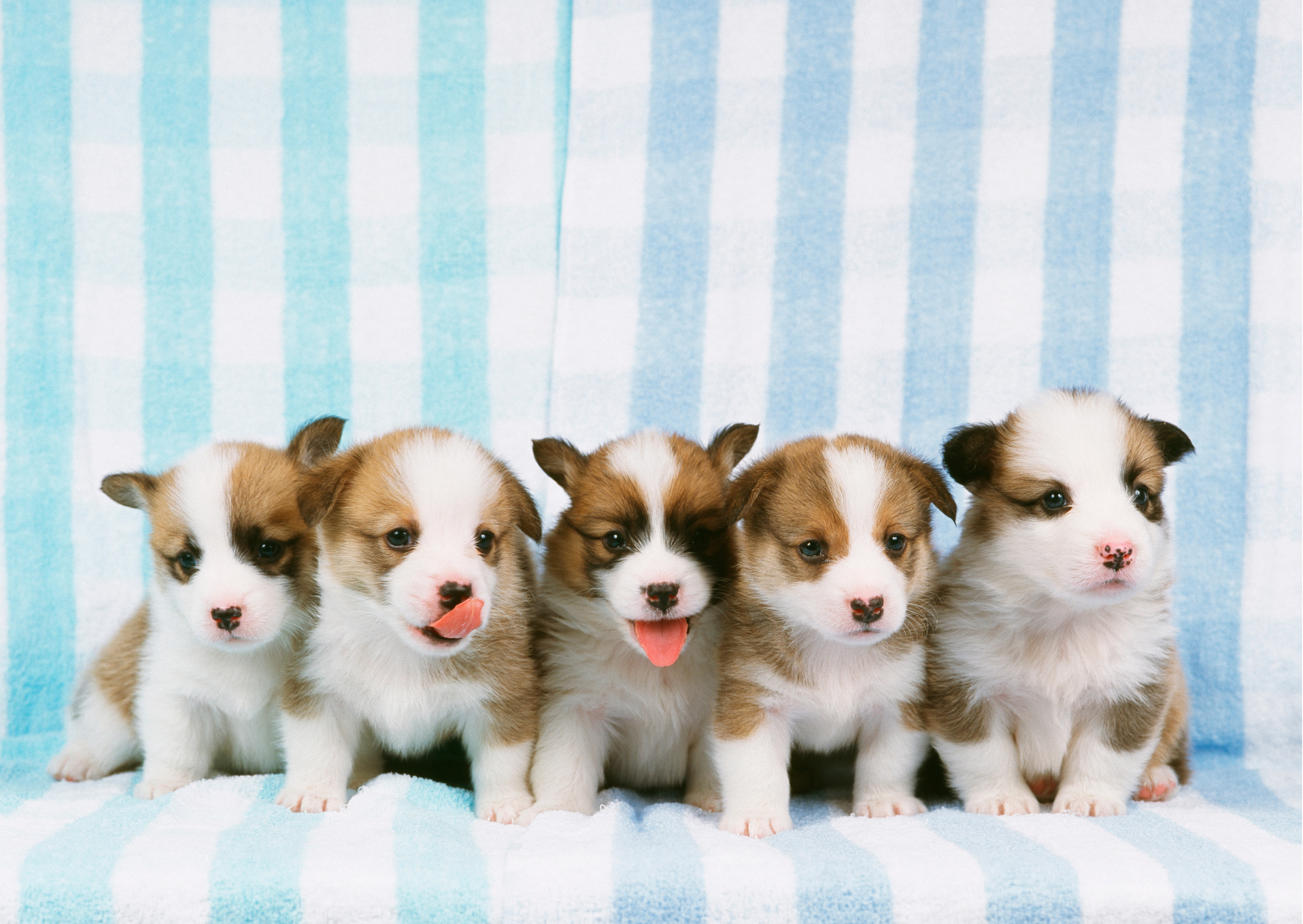 Puppy-Proofing Your Home: Essentials for New Dog Owners