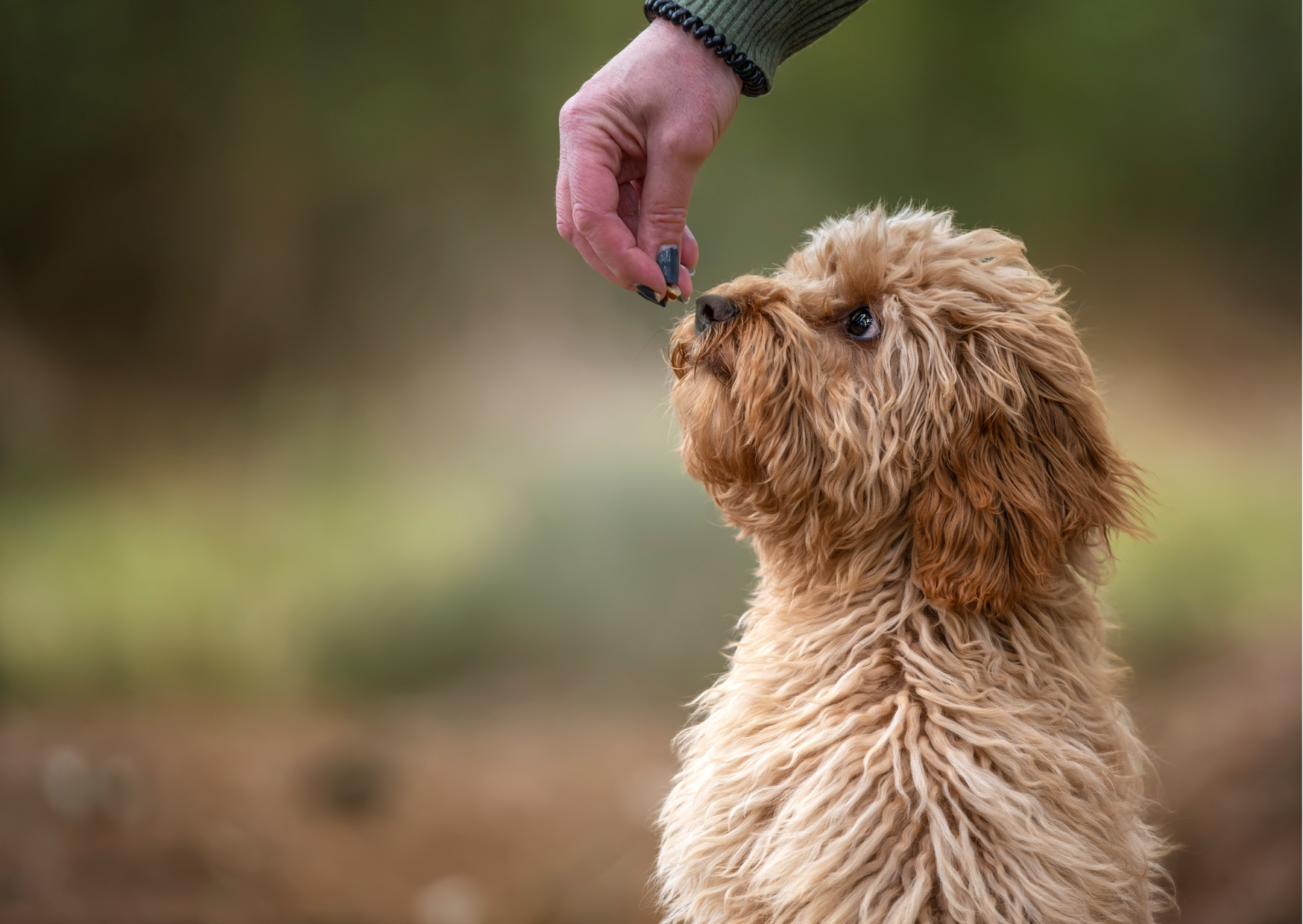 Natural Dog Treats vs. Processed: What’s Best for Your Pet?