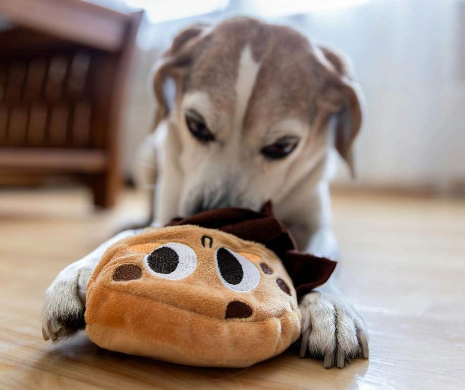 The Best Puppy Toys for 2026