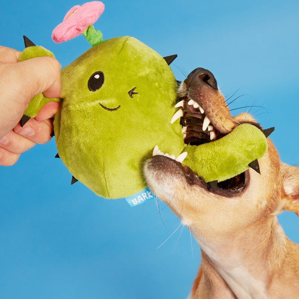 BARK Consuela The Cactus Plush Dog Toy