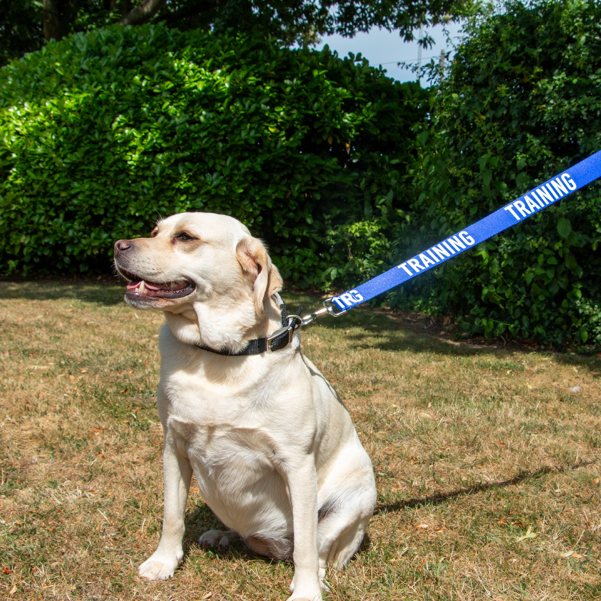 Ancol Training Awareness Dog Lead – 40mm Wide
