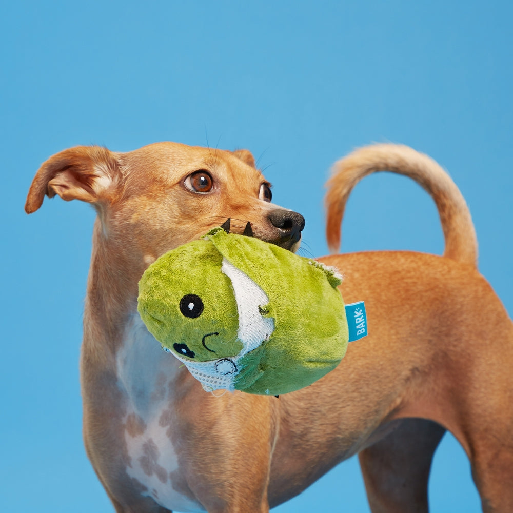 BARK Consuela The Cactus Plush Dog Toy