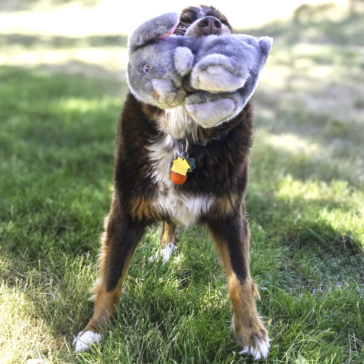 KONG Toughz Bunny