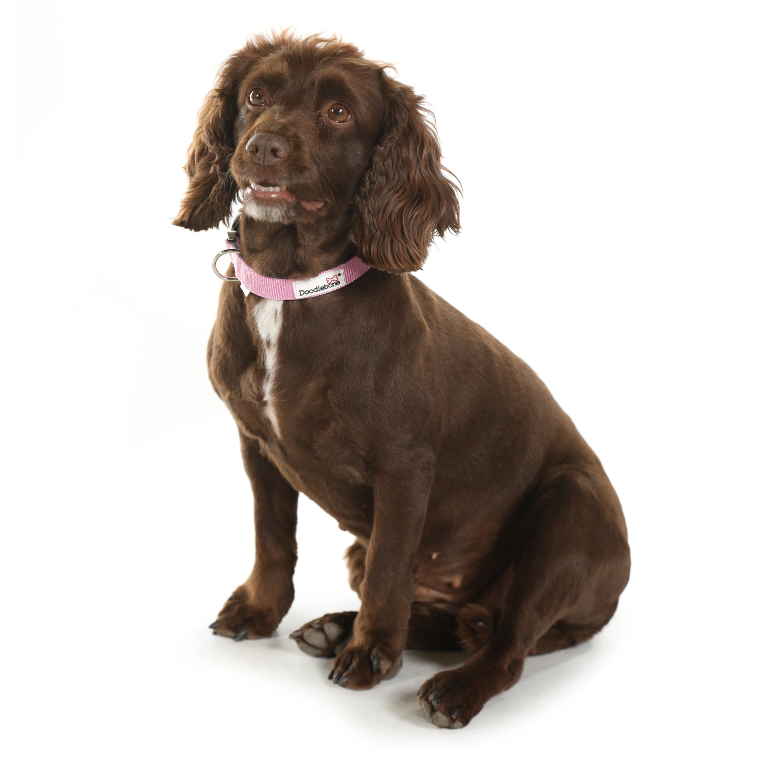 Doodlebone Originals Padded Dog Collar Ruby 3 Sizes