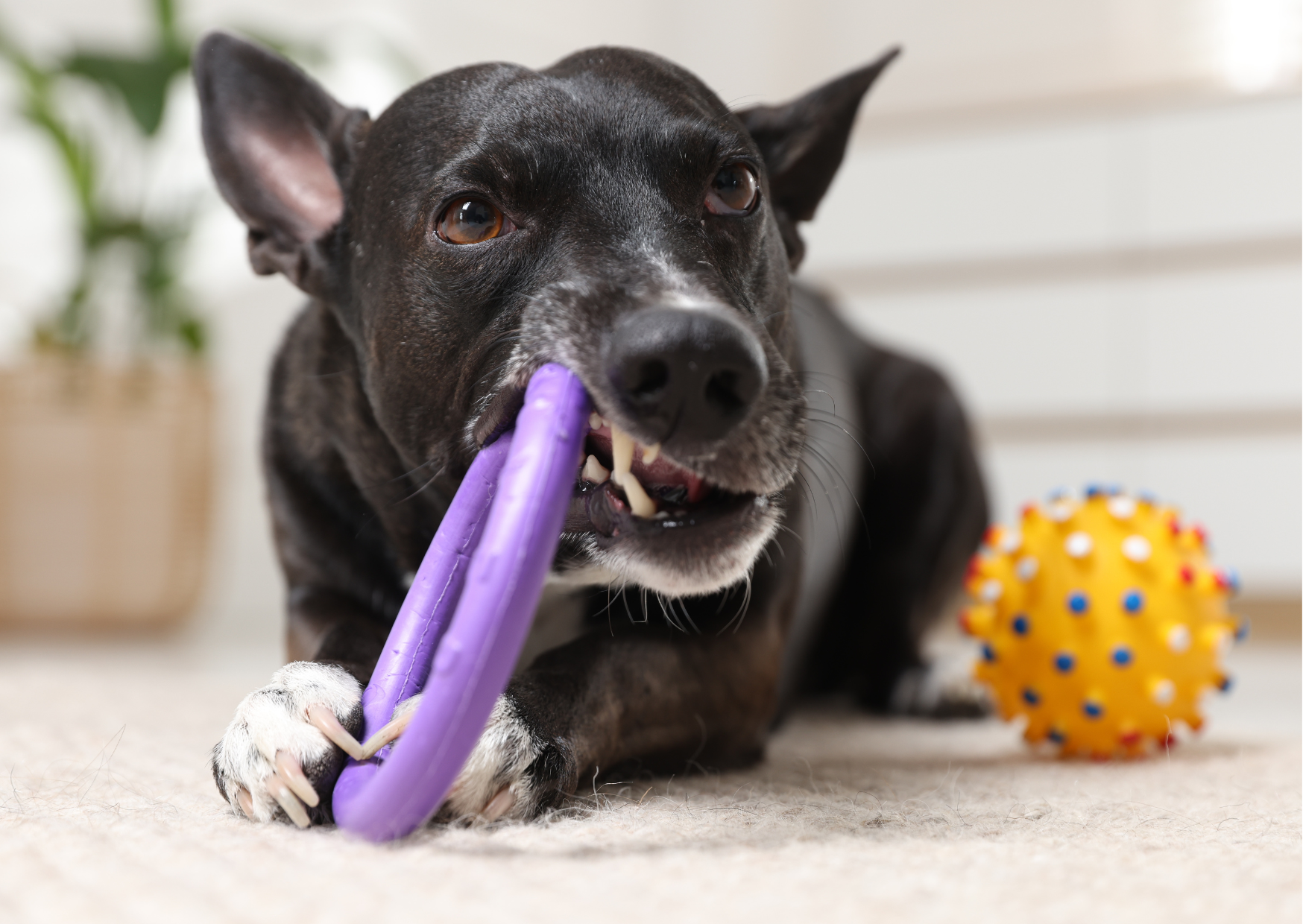 Best Dog Toys for Heavy Chewers in 2025