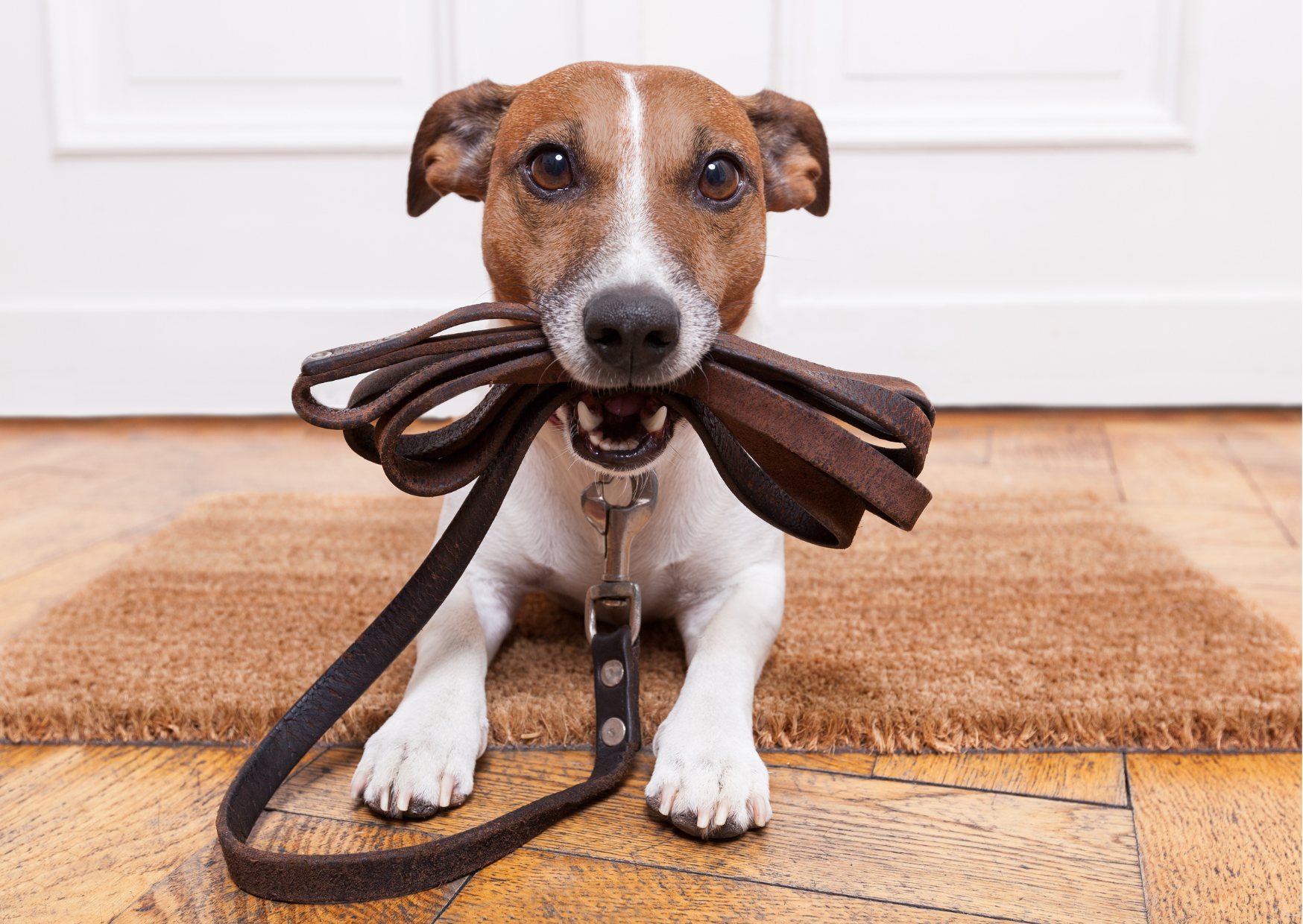 How to Choose the Right Dog Lead for Your Pup’s Personality