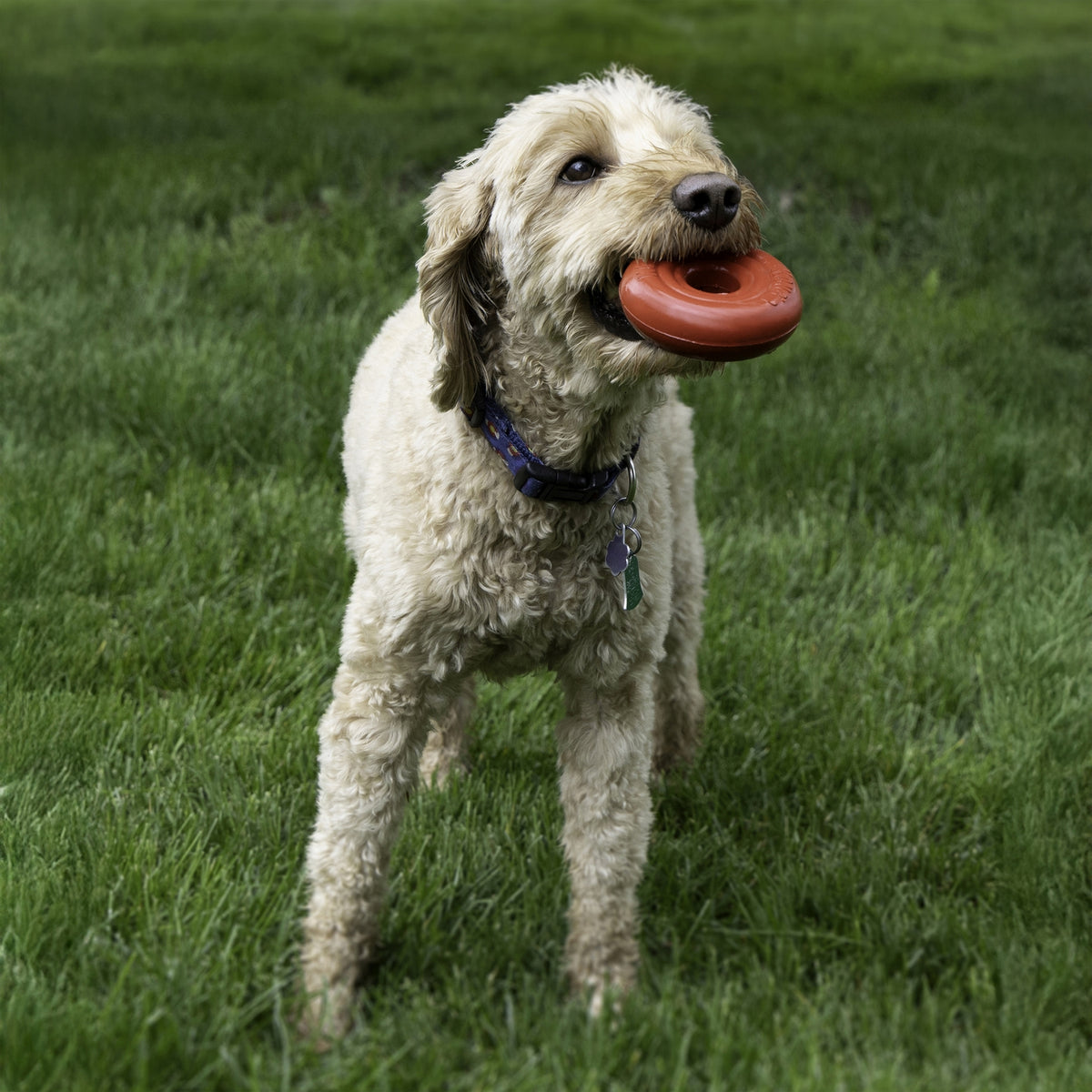 KONG Donut