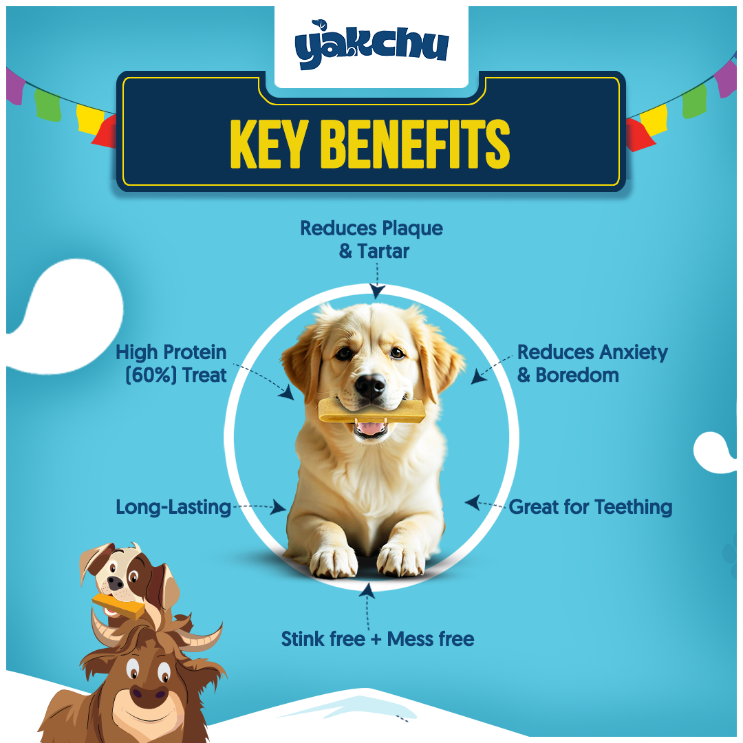 Yakchoo Himalayan Yak Cheese Dog Chews – Medium 70g - 2 or 3 Pack Options