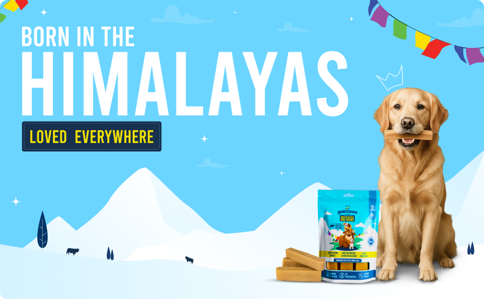 Yakchoo Himalayan Yak Cheese Dog Chews – X-Large 150g - 1 or 2 Pack Options